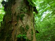 arbre marqué pour le développement de bois senescent