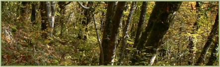 habitats forestier d'intérêt européen : forêt de pente